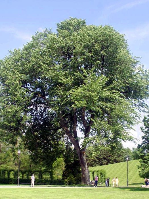 American Elm (Ulmas americana)