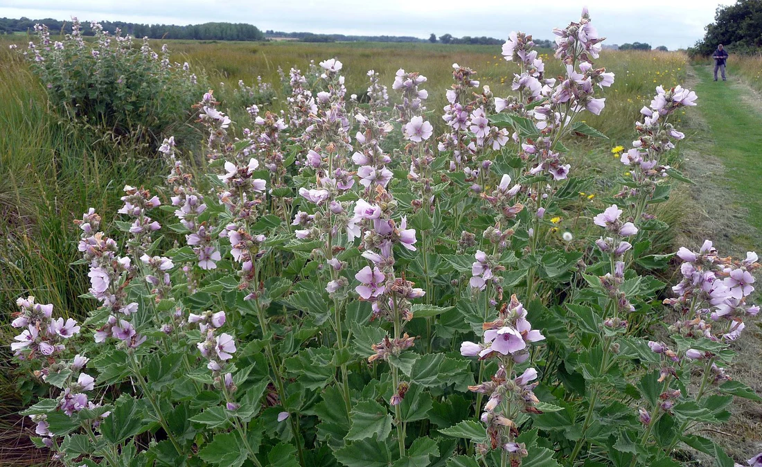 Marsh Mallow