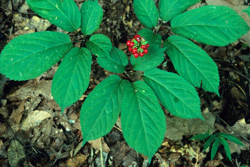 American Ginseng