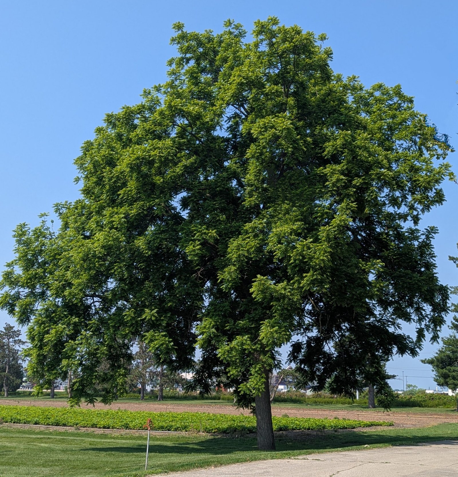 Black Walnut