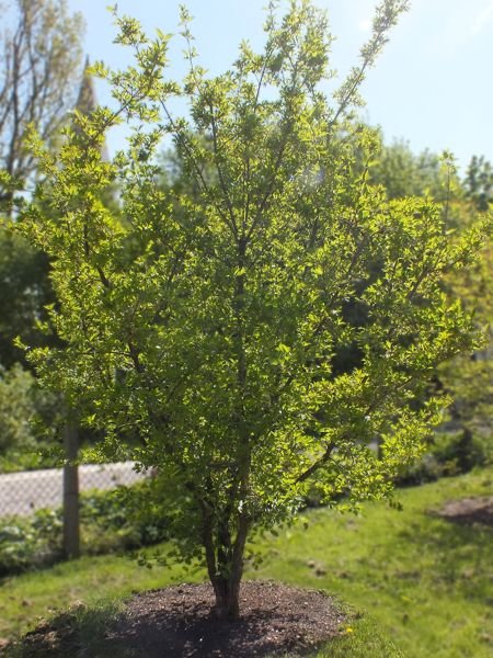 Cornelian Cherry Dogwood
