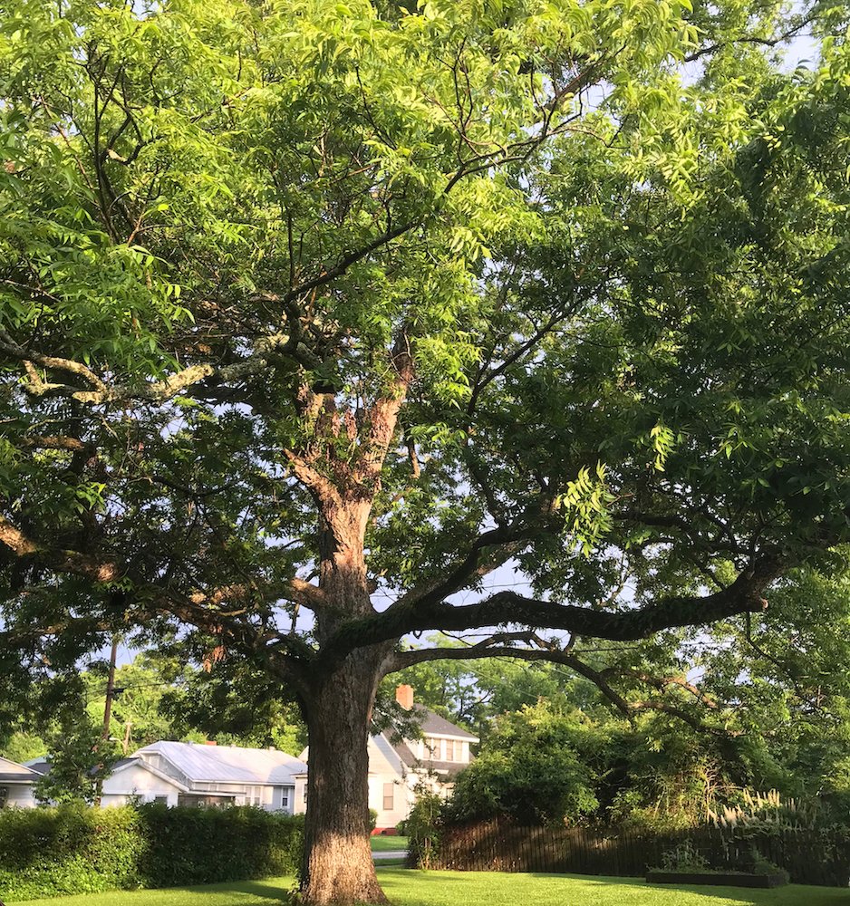pecan tree at dusk