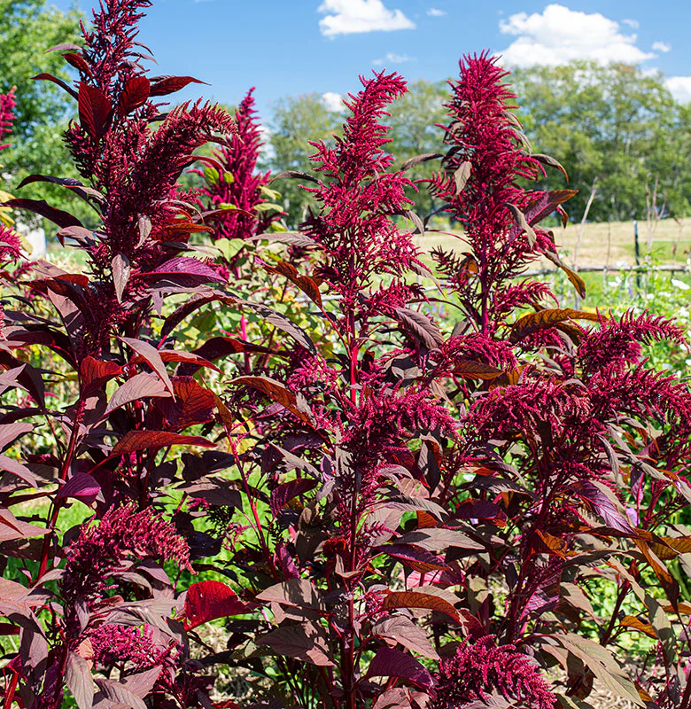Red Amaranth