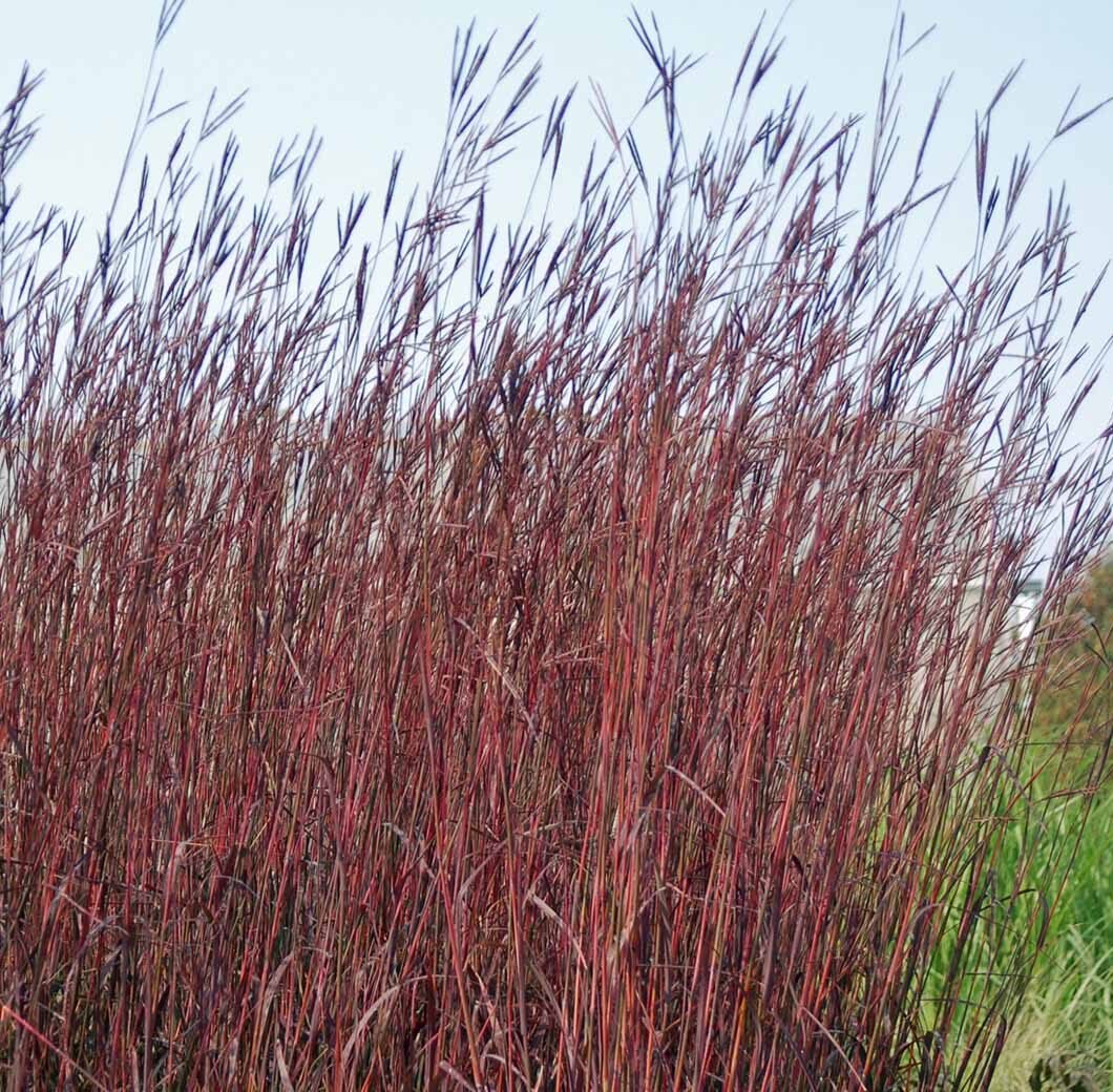Big Bluestem (Andropogon gerardii)