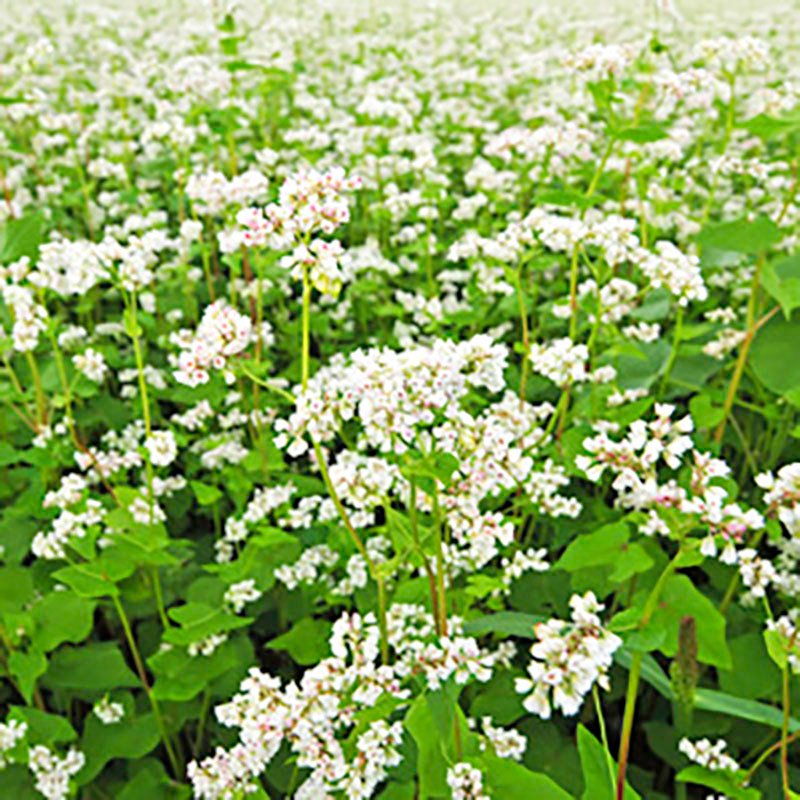 44264536 - photo of field of buckwheat with white blossoms