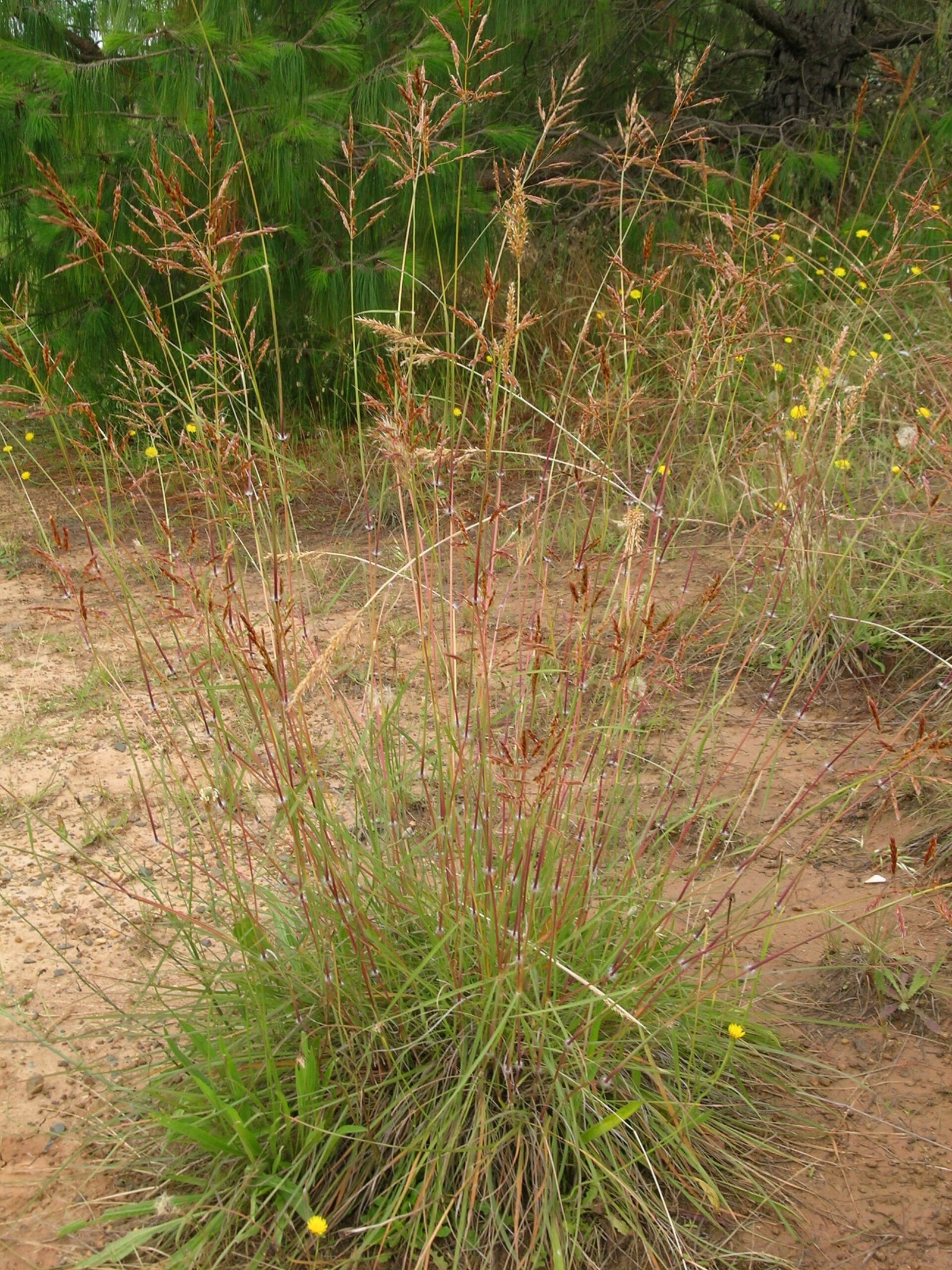 Sorghum leiocladum