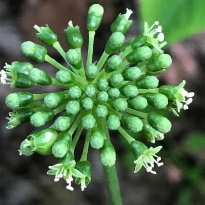 American_Ginseng_Panax_quinquefolius_L._Flower