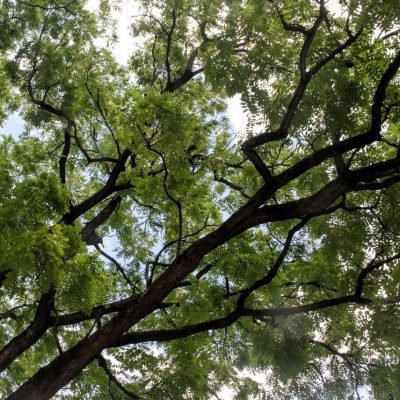 Black_Walnut_Juglans_nigra_L._Branching